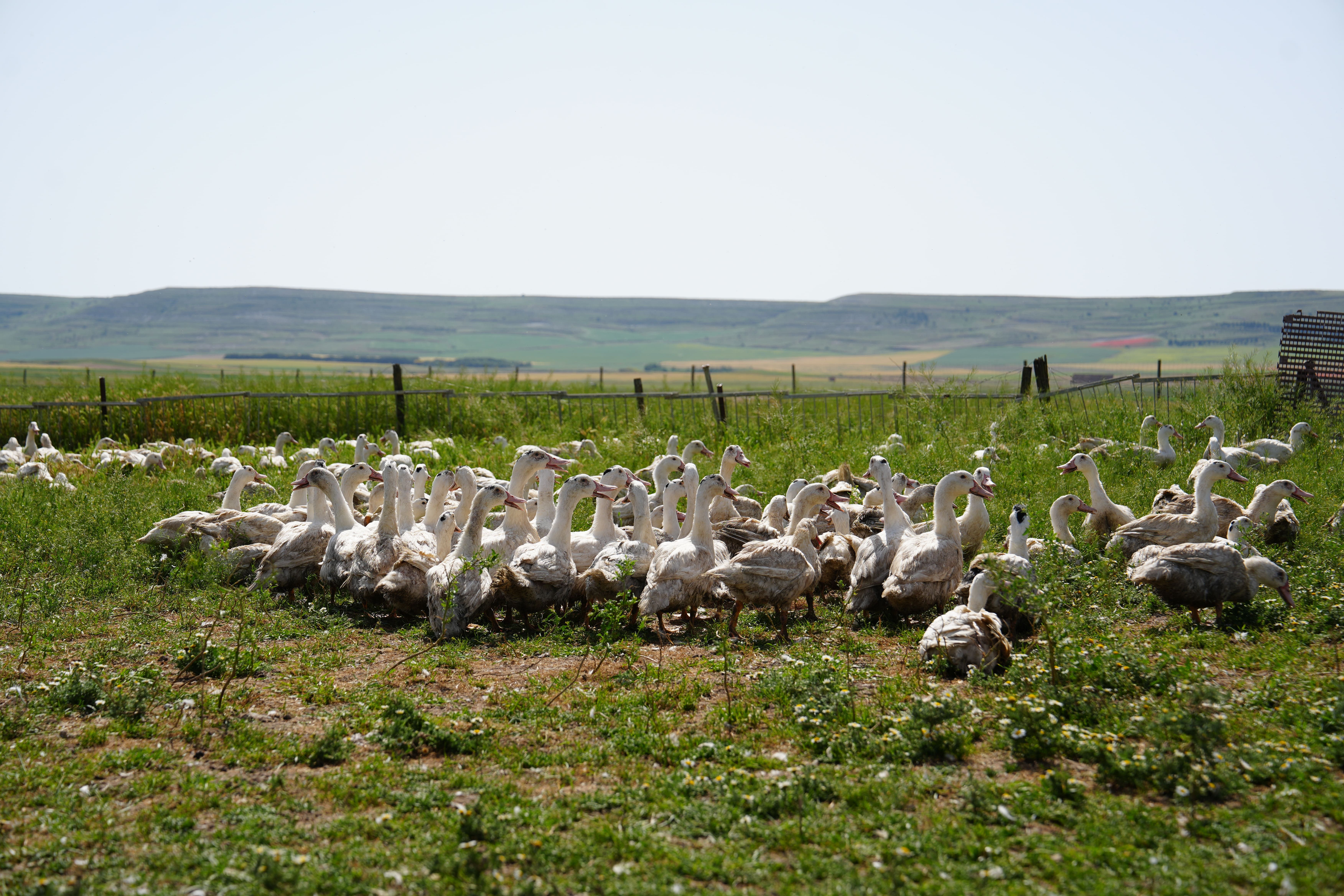 Influencers y periodistas descubren en Palencia el origen del Foie Gras 