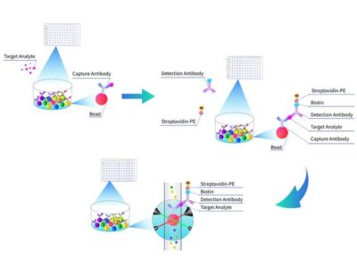 La tecnología Multiplex Assay de Cloud-Clone facilita el análisis simultáneo de biomarcadores en investigación de precisión