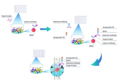 La tecnología Multiplex Assay de Cloud-Clone facilita el análisis simultáneo de biomarcadores en investigación de precisión