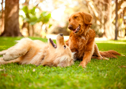 TodoMascota explica cómo adaptar la alimentación del perro ante la llegada del calor para mantener su equilibrio y bienestar