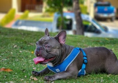 El 77% de los españoles teme no saber cuidar correctamente de su mascota cuando envejezca