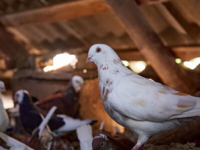Bifeedoo destaca la importancia de la alimentación ecológica en palomos para mejorar su rendimiento en verano