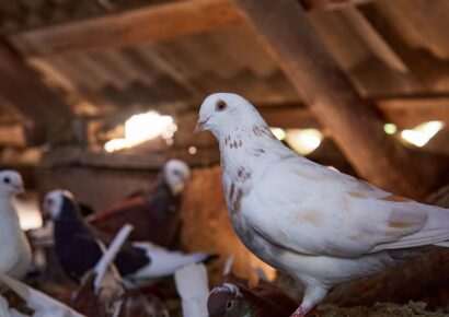 Bifeedoo destaca la importancia de la alimentación ecológica en palomos para mejorar su rendimiento en verano
