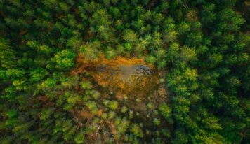 Los bosques, los grandes ausentes de la agenda de desarrollo sostenible de la ONU