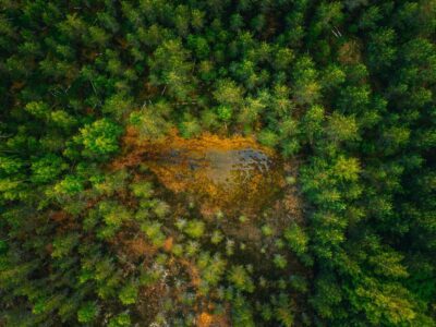 Los bosques, los grandes ausentes de la agenda de desarrollo sostenible de la ONU