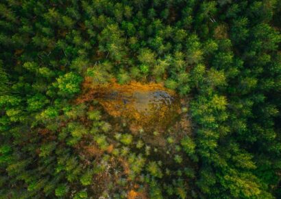 Los bosques, los grandes ausentes de la agenda de desarrollo sostenible de la ONU