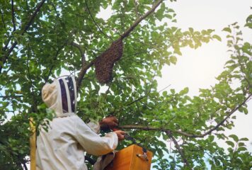 Más incidencias por avispas velutinas y más riesgos de salud pública asociados: qué hay detrás del aumento de la actividad durante el verano