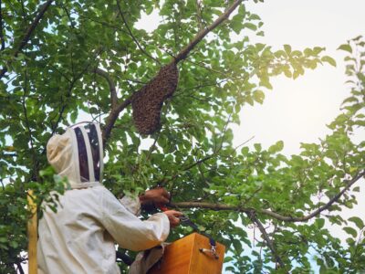 Más incidencias por avispas velutinas y más riesgos de salud pública asociados: qué hay detrás del aumento de la actividad durante el verano