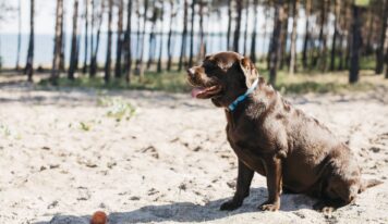 TodoMascota analiza el papel de la alimentación en la resistencia y vitalidad del perro durante el verano