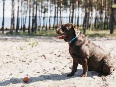 TodoMascota analiza el papel de la alimentación en la resistencia y vitalidad del perro durante el verano