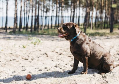 TodoMascota analiza el papel de la alimentación en la resistencia y vitalidad del perro durante el verano
