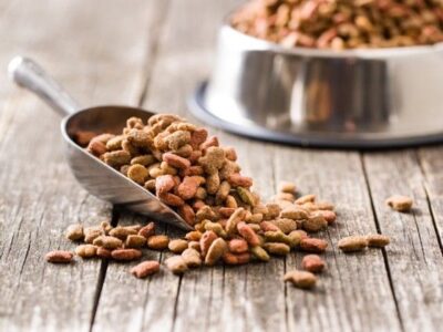 Revisión de 31 estudios concluye que los alimentos veganos para perros y gatos tienen buena digestibilidad