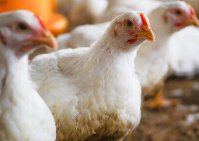 Bifeedoo analiza el papel del pienso ecológico para pollos durante el verano para mejorar el bienestar y la productividad