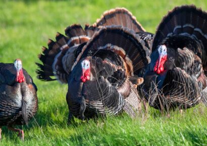 Bifeedoo analiza cómo el pienso ecológico para pavos mejora el rendimiento en otoño y refuerza su bienestar