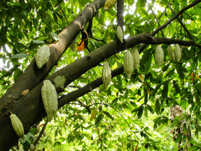 Café, cacao y madera, tres rutas para conocer qué hay detrás de su producción