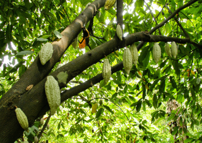 Café, cacao y madera, tres rutas para conocer qué hay detrás de su producción