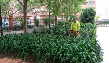 Las cucarachas se consolidan como la principal plaga en las provincias de Alicante, Castellón y Valencia