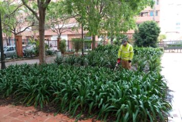 Las cucarachas se consolidan como la principal plaga en las provincias de Alicante, Castellón y Valencia